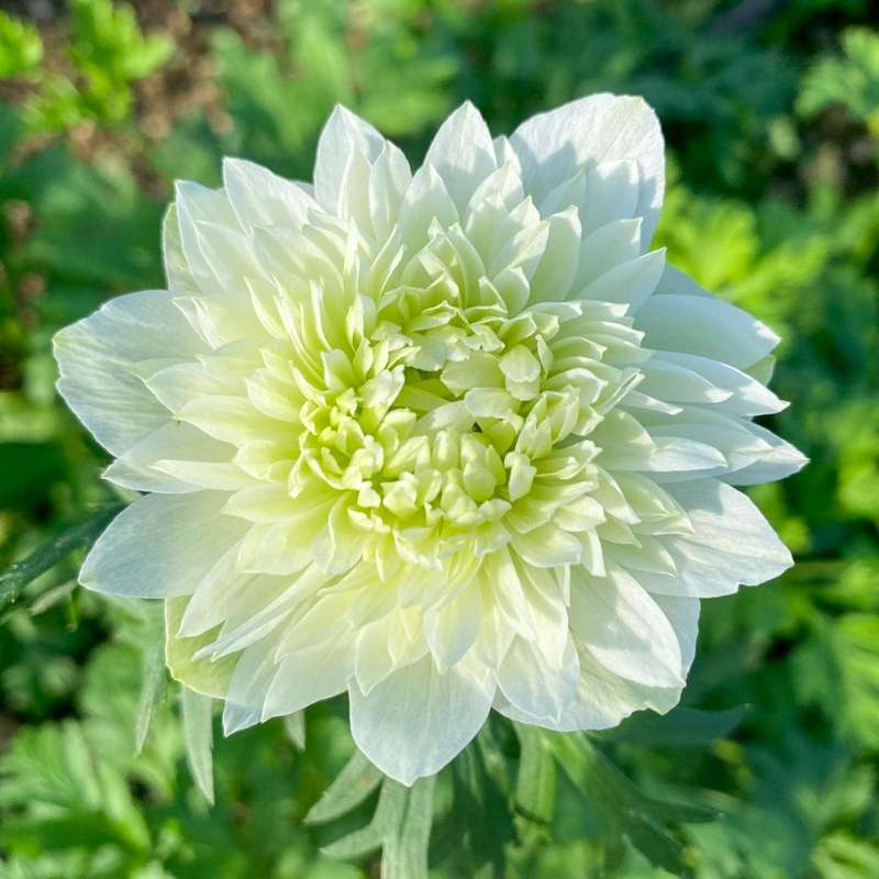Anemone 'Fullstar White'